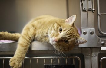 Studiare Veterinaria: Guida Completa al Percorso di Studi e alla Professione