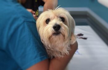 Le Migliori Università per Veterinaria in Italia: Guida Completa alla Scelta