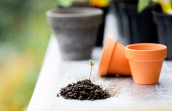 Giardinaggio Urbano: Consigli Pratici per Coltivare in Città