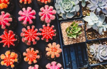 Giardinaggio Urbano: Consigli Pratici per Coltivare in Città