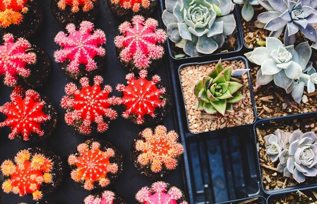 Giardinaggio Urbano: Consigli Pratici per Coltivare in Città